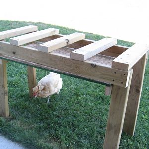 new roost     for newest chicks