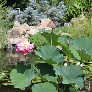 bloomed lotus