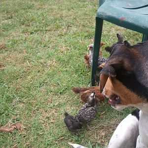 our baby annemarii. She loves the chicks, and they love her back. They follow her around.