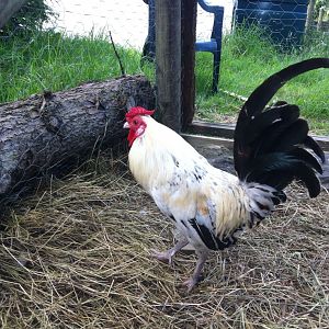 start with an easy one lol this is the one who i bought as a cockerel - and he is the only one crowing!