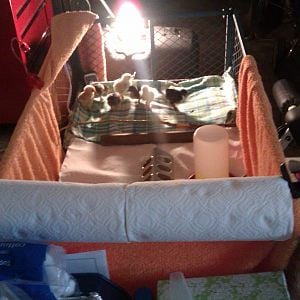 My brooder is a rolling lawn cart.  I live in Florida, and my garage stays in the mid to high 80s, so it just takes a heating pad., and a 120 watt light bulb on the outside to maintain 95 degrees.