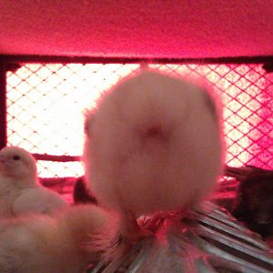 This is a shot I was trying to take at eye level.  That's Betsey showing her @ss again.  How funny I got that shot on accident.  I love it!  Little fluffy butts!