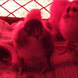 Happy babies on a nice warm heating pad and very low glow due to the orange towel hanging over the brooder.
