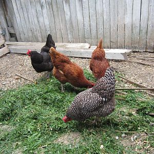 first flock hens