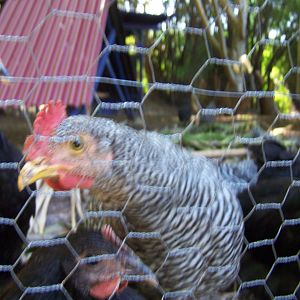 My Barred Rock and Australorp Cockerels trying to be the first to get whatever they can.

The Barred Rocks are 9 wks old and the Australorps 8wks