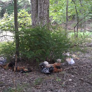 Assorted polish chicks