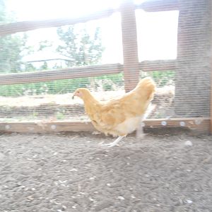 This is Scratch. You can't see all the other girls chasing after her but Scratch found a June bug & as soon as she did she took off running, trying to escape all the other girls from taking away her special  treat. Chickens are so silly.
What do your chickens like to get/eat to run and try to hide so they can have it all?
