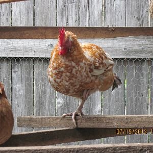 Primary Rooster