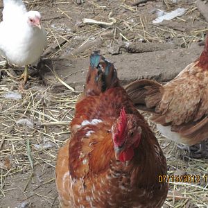 Primary Rooster