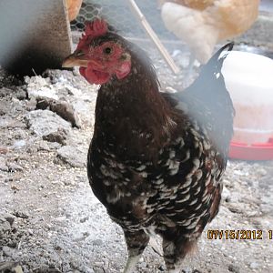 culled Rooster (as in still alive but culled from breeding program.