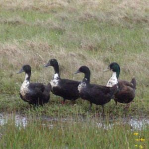 Gosh, Rosh, Osh & Bisho my Shetland ducks.
Bib markings aren't great b ut getting better with each generation.