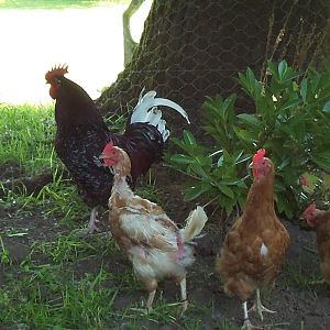 My gorgeous Speckled Sussex rooster with three of my homely girls.
