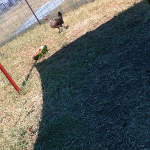 Game chicken