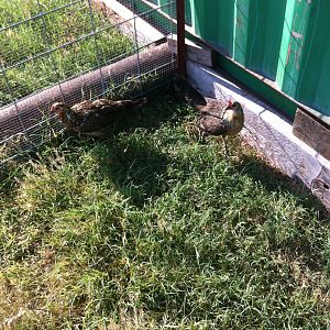 Game chickens