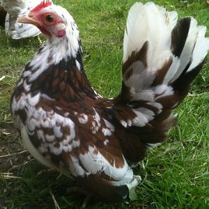 One of my pullet hens