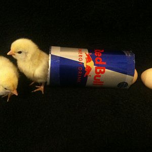 Red bull does give you wings :P