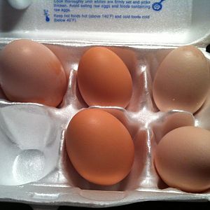 My First batch of eggs