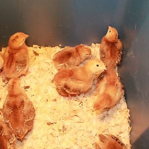 Our new RIR chicks