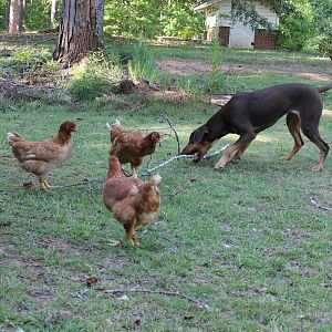 Isabella tried to play fetch with the Chickie Darlings.