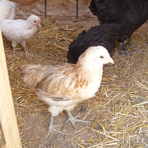 Ameracauna pullet 7/15/12