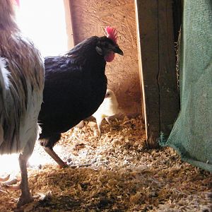 DSCF3841.jpg  Another "non-broody" raising the only one that hatched for her.