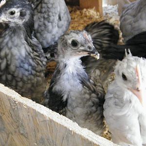 DSCF3845.jpg  "Patch"  For whatever reason, this chick has a patch of black feathers on her breast.