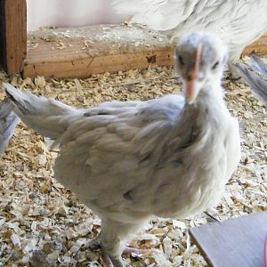 DSCF3849.jpg  A splash chick.