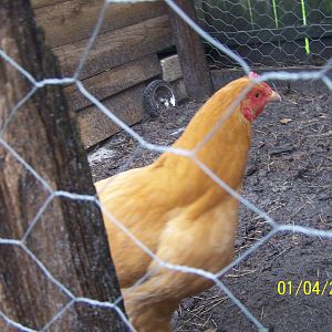 This is Buffers i like her very much she will always be my pet bird as all mine will i miss your twin sis that came out of same egg with you buffers i know because i got 12 hatching eggs once and 11 did not hatch and 1 did the only one was the one that was HUGE about the size bigger than a light have pics of egg and 29 days later Buffy and buffers were born