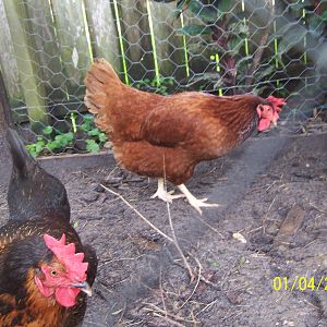 This is Caramel AND Feathers i like her very much They will always be my pet Farm Fowl as all of mine will my first 2 birds together in the winter Caramel will put her wings on top of feathers and warm her now she does it every night and with buffers too