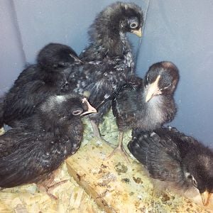 Here are the chicks. They are about 3-4 weeks old. I think the one on the lower right is the only pullet.