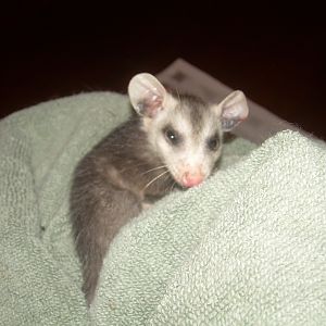 Baby possum my cat brought inside the house.