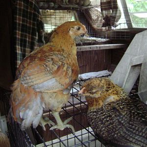 teenager cookie on the right, her brother blue on the left. The two chicks i kept from the lap hen and first roo pairing.