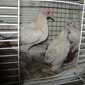 Porcelain booted bantam "sharma" all grown up, fostering my new d'uccle chicks!  She didn't mind at all, though she had never even been broody!  Layed a few eggs then i gave her these!  Good girl.