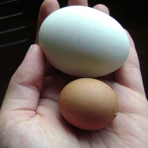 Sharmas tiny egg compared to my EE lap hen cocoa's egg!  The blue egg was a "large"