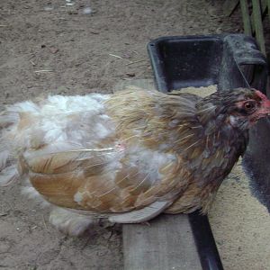 Princess, i had just brought her home from the auction. 
Poor girl was mostly nekked!  I put a saddle on after the heat let up. She completed the blue buff hens to the silver roo trio i put together. (My lap hen cocoa and lucky plucky roo, my first boy)