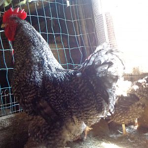 Cuckoo Orpington Rooster