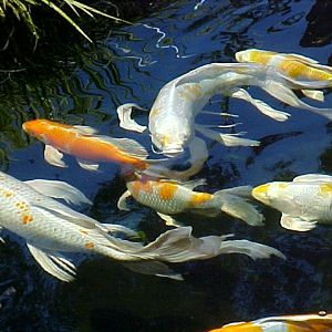 A copyrighted shot of some of my Hariwake Butterfly Koi. Between the Koi and the Buff Orpingtons, I stay busy. Koi have THOUSANDS of babies at a time!