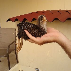 Furbush the runt of my three Dominique chicks. She is the most people friendly, smallest, but also the boss of her two sisters