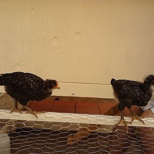 Plouffe on the left and Bumgarner on the right, standing on the top of their run.