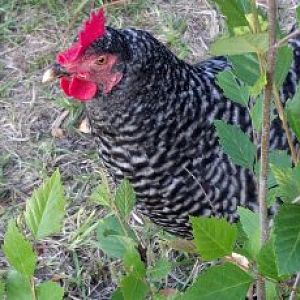 Rosie the Barred Rock. ~18mos old