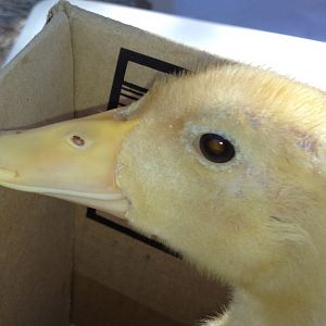duckling's eyes