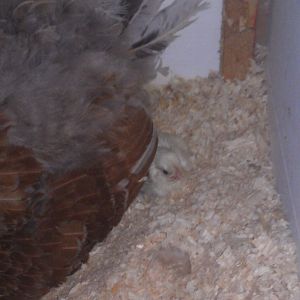 1st peep barely visible!