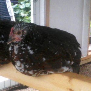 Here is the chicken in question. See the red comb. Only slightly bigger then the others.
P07-18-12_18.35.jpg
