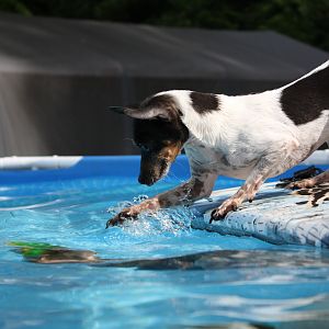 Willow in the pool