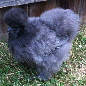 Spring 2012 blue pullet
