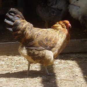 We are sad to report the loss of our cross beaked hen, Penny. She passed away from a heart attack on October 18, 2013 at 7 years old.
