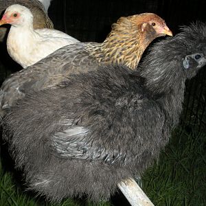 Black Silkie Rooster is 17 weeks old. First 2 are hens and are 4 months old, hatched from "Juststruttin"