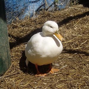 Callie is now 8 years young and is currently our oldest duck