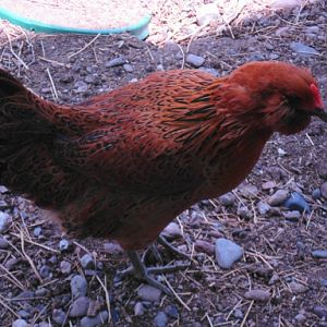 Out in her pen...
