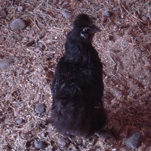 The little broody girl!